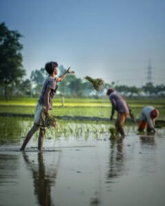 The paddy planting season has begun in Assam